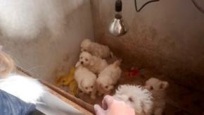 Nie bądź częścią tego procederu. Uważaj na "okazyjne" ogłoszenia ze szczeniakami