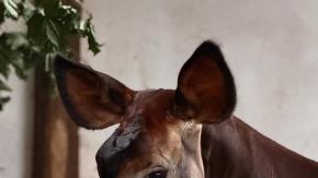 Nowa mieszkanka opolskiego zoo. To efekt wieloletnich starań