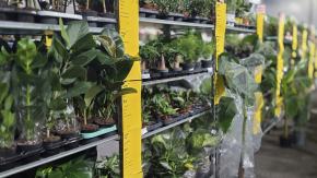 Festiwal Roślin ponownie w Opolu. Dwudniowe wydarzenie w Toyota Park