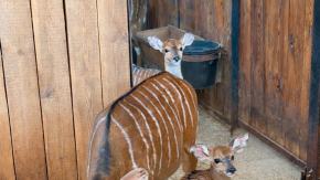 Narodziny w opolskim zoo. Trwa konkurs na imię dla młodej niali