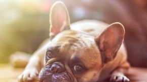 Fundacja Viva! krytycznie o propozycjach zmian w przepisach dotyczących zwierząt