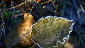 Przymrozki w części regionu. IMGW wydał ostrzeżenie dla trzech powiatów