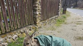 Namysłów: Policjanci pomogli rannym sarnom. Zwierzęta trafiły do azylu