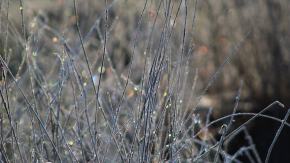 Przymrozki w regionie. IMGW wydał ostrzeżenie dla trzech powiatów