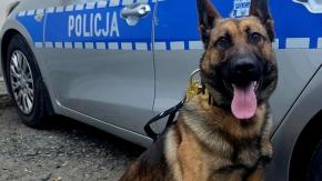 Wagat zasilił szeregi głubczyckiej policji. Nowy pies już w służbie