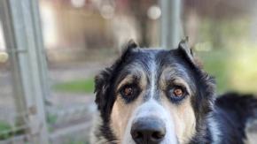 "Pomóżcie mi ocalić życie Hałka". Schronisko odpowiada na zarzuty byłej wolontariuszki