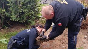 Koziołek utknął na posesji w Kluczborku. Pomogli policjanci i strażnicy miejscy