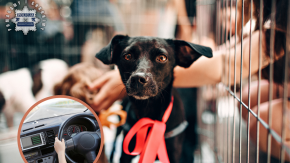 Przyjechał adoptować psa - miał ponad 2 promile