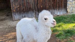 Narodziny białego wielbłąda. Opiekunowie walczą o jego zdrowie