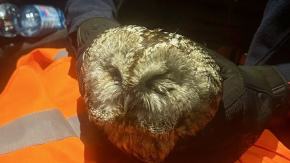 Policjanci wspólnie ze zgłaszającym pomogli rannej sowie