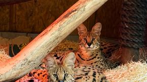 Talinka zamieszkała w opolskim zoo. Samica dołączyła do Lucka