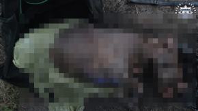Policja prosi o pomoc w indentyfikacji psa i ustaleniu właściciela. Uwaga, drastyczne zdjęcia.18+
