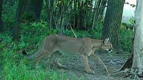 Puma na wyspie Bolko? Policja wyjaśnia zgłoszenie z okolic zoo