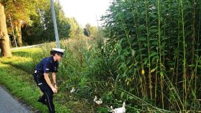 Kacza rodzina spacerowała po jezdni. Interweniowali namysłowscy policjanci