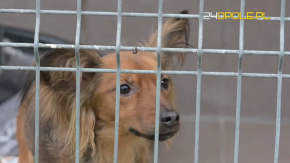 Zamiast wejść do schroniska w Opolu, przerzucił psa przez płot. Zobacz pełną relację