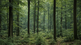 Zwłoki psa w lesie pod Brzegiem. Na posesji kolejne zwierzęta i narkotyki