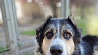 "Pomóżcie mi ocalić życie Hałka". Schronisko odpowiada na zarzuty byłej wolontariuszki