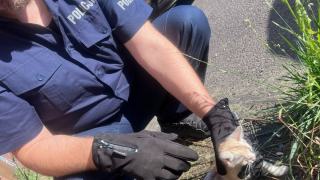 Kędzierzyn-Koźle. Kotek utknął pod autem, pomogli policjanci