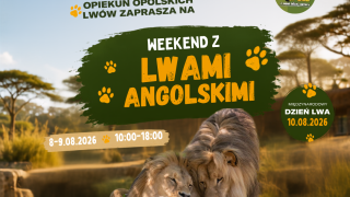 Weekend z lwami angolskimi w opolskim zoo. Atos i Portos w roli głównej