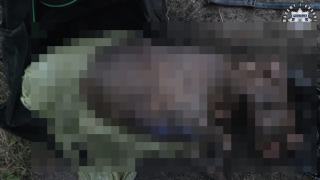 Policja prosi o pomoc w indentyfikacji psa i ustaleniu właściciela. Uwaga, drastyczne zdjęcia.18+