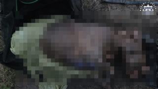 Policjanci ustalili właścicielkę psa znalezionego w Kanale Gliwickim