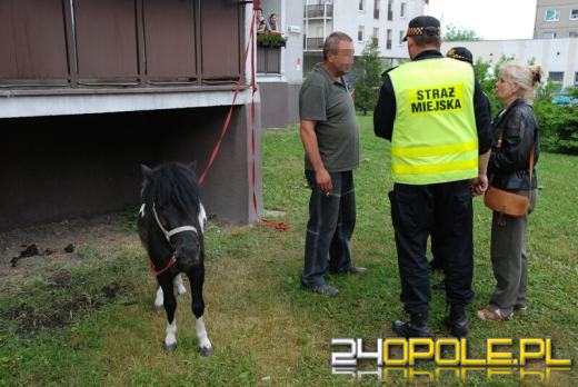 Wiązał kucyka do balkonu