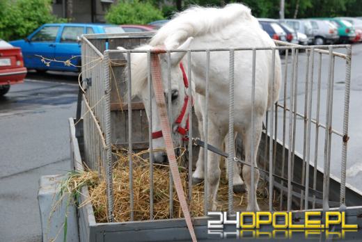 Wiązał kucyka do balkonu