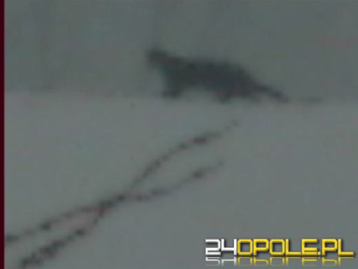 Tajemnicza bestia grasuje na Opolszczyźnie