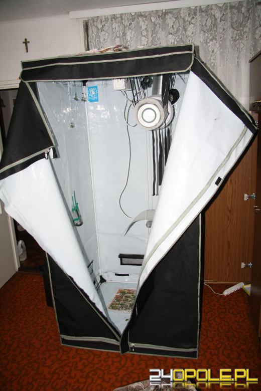 Uprawiał marihuanę, stanie przed sądem