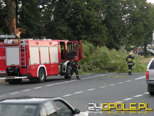 Drzewo spadło na ulicę Oleską