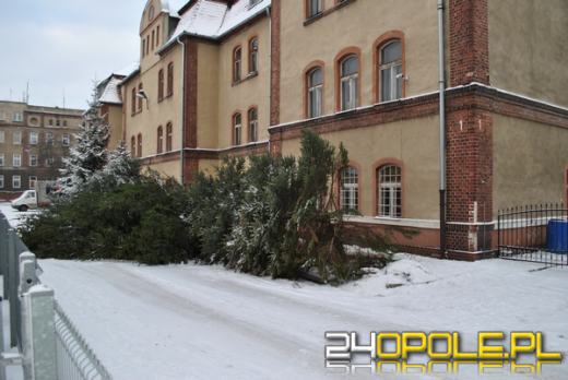 Złodzieje drzew w Głubczycach