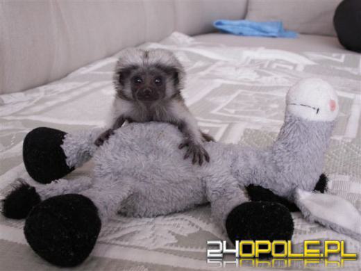 Pani Ania - matka zastępcza opolskiego ZOO