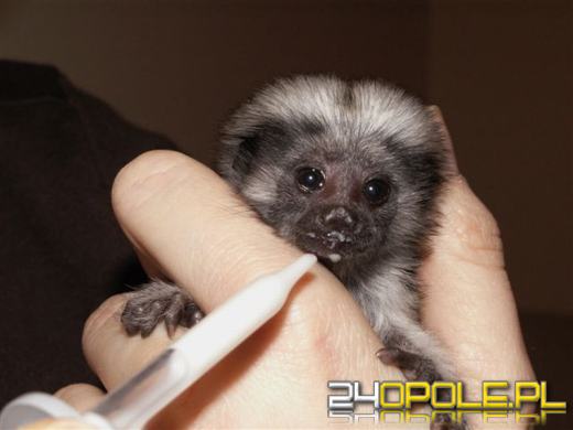 Pani Ania - matka zastępcza opolskiego ZOO