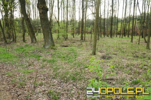 Lasy pod Olesnem to najbardziej napromieniowane miejsce w Polsce
