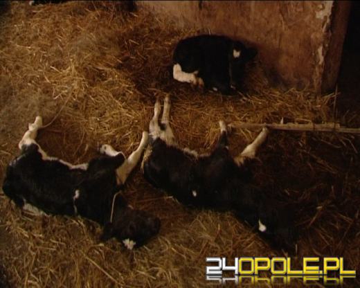 9 cielaków padło przez nieodpowiedzialność gospodarza