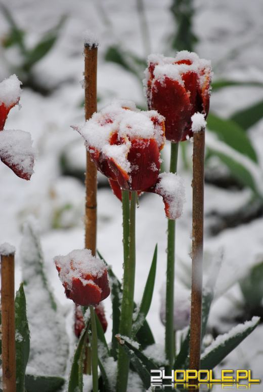  Zima wróciła na Opolszczyznę