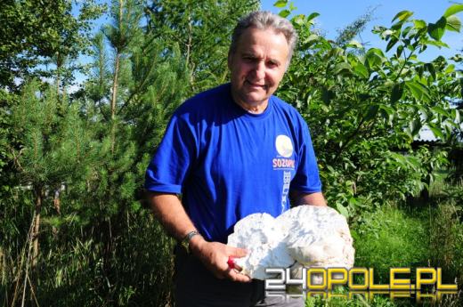 Ogromny okaz grzyba na działce