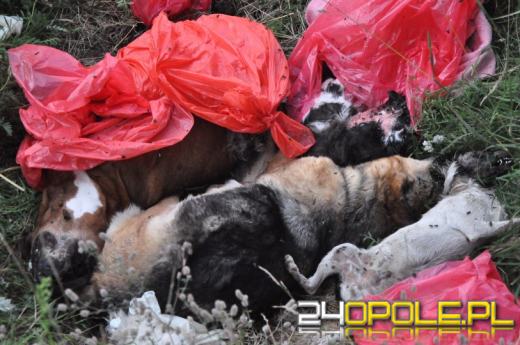 Ludzka noga i martwe psy w rowie. Makabryczne znalezisko w Chróścinie