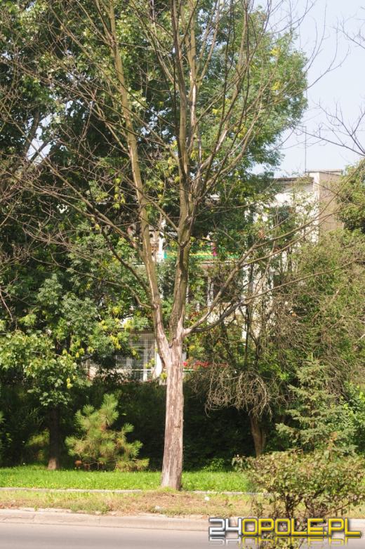 Opolskie kasztanowce przegrywają z żarłoczną larwą