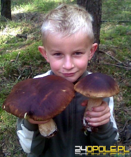 Grzybobranie czas zacząć