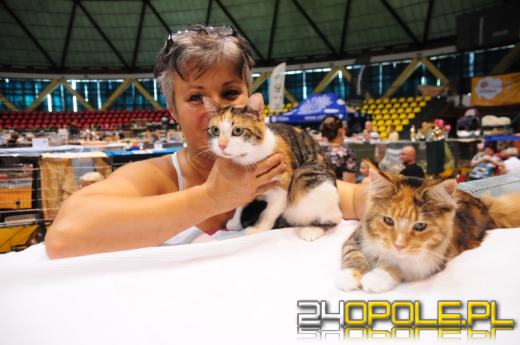 Okrąglak opanowany przez koty