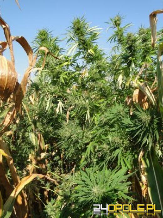 Ogromna plantacja konopii zlikwidowana