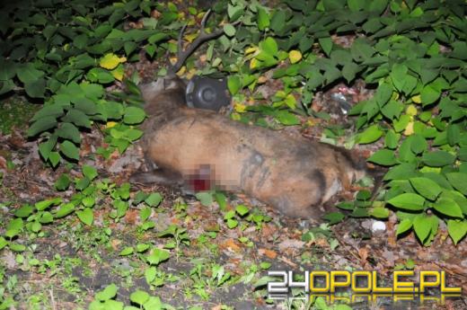 Jeleń przyczyną dachowania w lesie pod Dąbrową