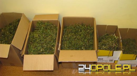 Ponad 10 kilogramów marihuany w mieszkaniu 33-latka