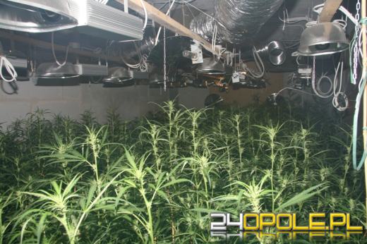 Ponad 800 krzaków konopii na nielegalnej plantacji