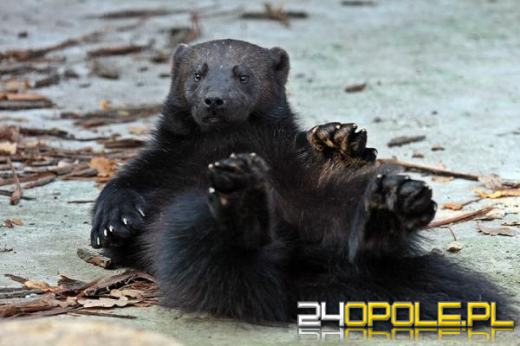 Rekord opolskiego ZOO. 246 tysięcy zwiedzających w 2011 roku