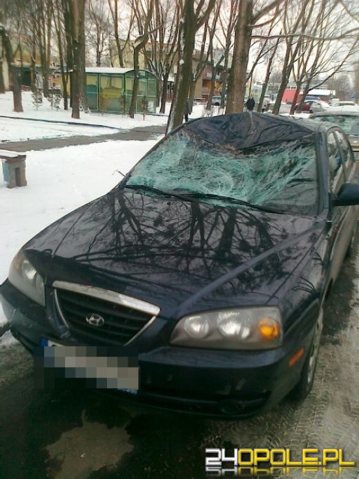 Stado jeleni biega po Zaodrzu