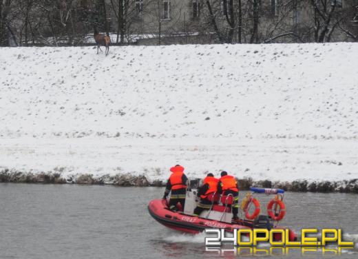 Stado jeleni biega po Zaodrzu