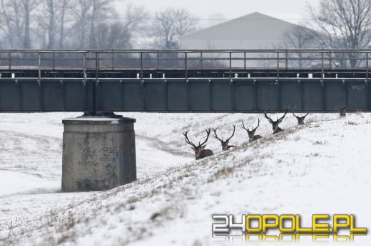 Stado jeleni biega po Zaodrzu