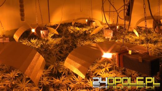 CBŚ zlikwidował ogromne plantacje marihuany
